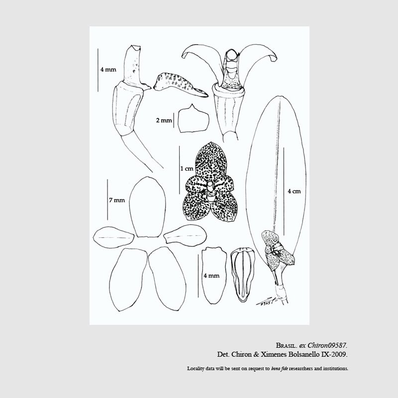 Myoxantltus ovatipetalus